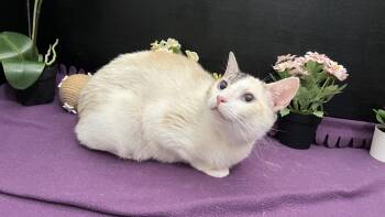 Nettle -  Siamese and Domestic Short Hair Cat for Adoption in Fayetteville, Georgia - Nettle | PetCurious