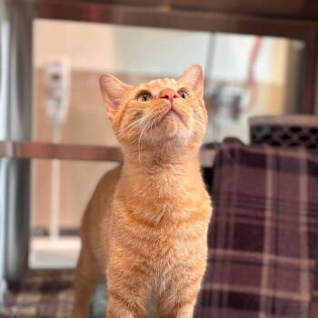 Domestic Short Hair Cats Available for Adoption in Nashville, Indiana - Cavatappi | PetCurious