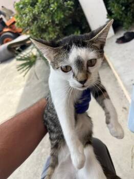 MIKEY -  Domestic Short Hair Cat for Adoption in Palmetto, Florida - MIKEY | PetCurious