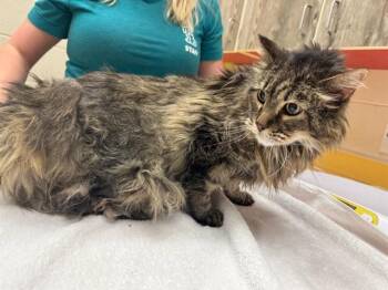 Domestic Long Hair Cats Available for Adoption in Colorado Springs, Colorado - MR. FLUFFS | PetCurious