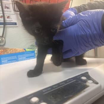 Chili -  Domestic Short Hair Cat for Adoption in Tulsa, Oklahoma - Chili | PetCurious