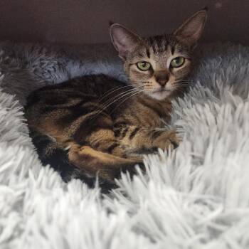 Rae -  Domestic Short Hair Cat for Adoption in Naperville, Illinois - Rae | PetCurious