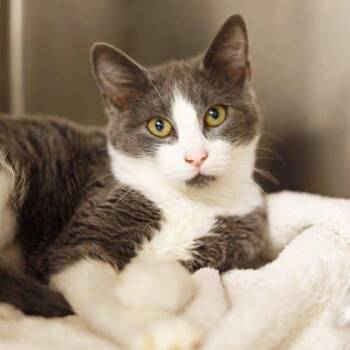 DeeDee -  Domestic Short Hair Cat for Adoption in Atlanta, Georgia - DeeDee | PetCurious