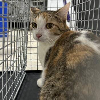 Domestic Short Hair Cats Available for Adoption in Newark, New Jersey - Sonia | PetCurious