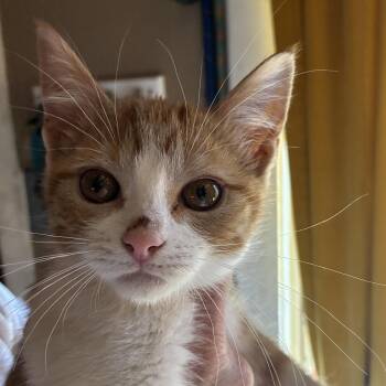 Pony -  Domestic Short Hair Cat Available for Adoption in Santa Fe, New Mexico - Pony | PetCurious