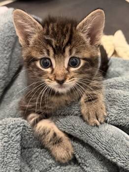 Domestic Short Hair Cats Available for Adoption in Fort Worth, Texas - Harry | PetCurious