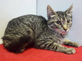 ZAYNE -  Domestic Short Hair Cat for Adoption in Sacramento, California - ZAYNE | PetCurious