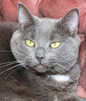 Mouse -  Domestic Short Hair Cat for Adoption in Cincinnati, Ohio - Mouse | PetCurious