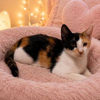 Iris -  Calico Cat for Adoption in Palmetto Bay, Florida - Iris | PetCurious