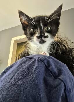 Dali -  Domestic Short Hair Cat for Adoption in Winnipeg, Manitoba - Dali | PetCurious