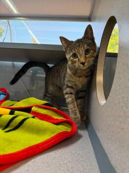 Missy -  Domestic Short Hair Cat for Adoption in Canon City, Colorado - Missy | PetCurious