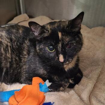 Princess Donut -  Domestic Short Hair Cat for Adoption in Oak Park, Illinois - Princess Donut | PetCurious