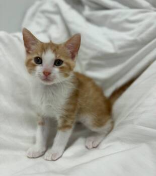 Oliver * -  Domestic Short Hair Cat for Adoption in West Palm Beach, Florida - Oliver * | PetCurious