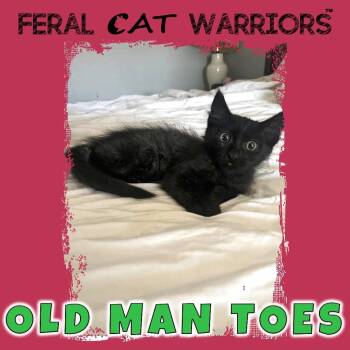 Old Man Toes -  Domestic Medium Hair Cat for Adoption in Kingman, Arizona - Old Man Toes | PetCurious
