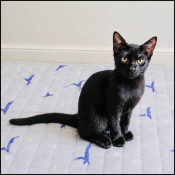 Rocco -  Domestic Short Hair Cat for Adoption in Roswell, Georgia - Rocco | PetCurious