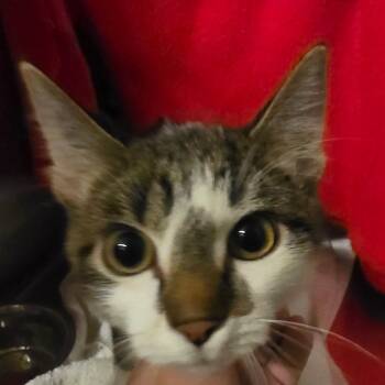 Pete -  Domestic Short Hair Cat for Adoption in Council Bluffs, Iowa - Pete | PetCurious