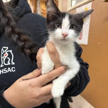 Domestic Medium Hair and Domestic Short Hair Cats Available for Adoption - Isabella | PetCurious