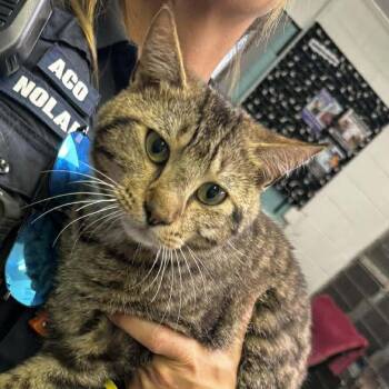 Michael (fka George) -  Domestic Short Hair Cat for Adoption in Washington, District Of Columbia - Michael (fka George) | PetCurious