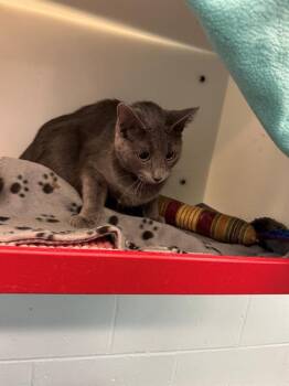 Domestic Short Hair Cats Available for Adoption - LEPRECHAUN | PetCurious