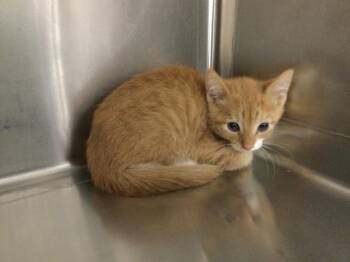 A1923936 -  Domestic Short Hair Cat for Adoption in Thousand Palms, California - A1923936 | PetCurious