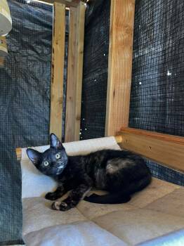 Rescue Domestic Short Hair Cats for Adoption in Rio Linda, California - Hermoine | PetCurious