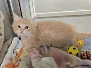 Domestic Medium Hair Cats Available for Adoption in Dickson, Tennessee - Wolverine | PetCurious