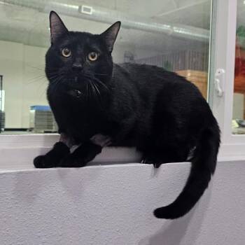Salem -  Domestic Short Hair Cat for Adoption in Harlingen, Texas - Salem | PetCurious