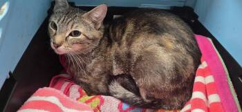 Piper -  Domestic Short Hair Cat for Adoption in Lancaster, Pennsylvania - Piper | PetCurious