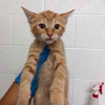 Smartie -  Domestic Short Hair Cat for Adoption in Edinburg, Texas - Smartie | PetCurious