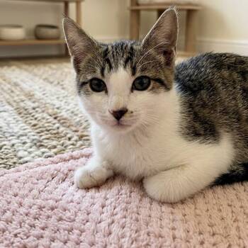 Tamera 1421 -  Domestic Short Hair Cat for Adoption in Boca Raton, Florida - Tamera 1421 | PetCurious