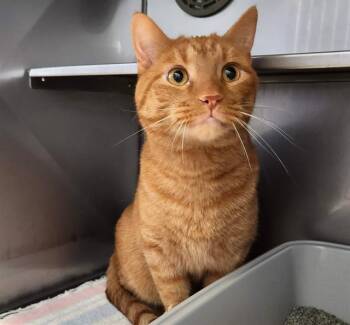 Domestic Short Hair Cats Available for Adoption in Minneapolis, Minnesota - JAMIE | PetCurious