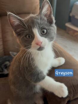 Greyson -  Domestic Short Hair and Russian Blue Cat for Adoption in Yorba Linda, California - Greyson | PetCurious