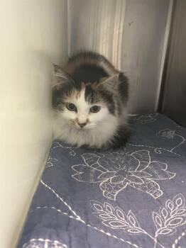 Domestic Medium Hair Cats Available for Adoption in Barnstable, Massachusetts - ALLIE | PetCurious