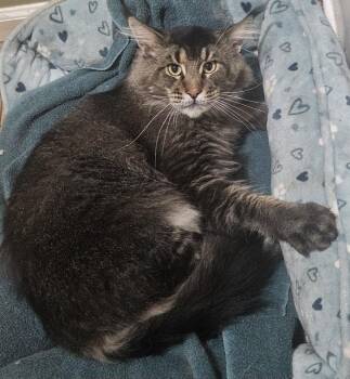 Whalen -  Maine Coon Cat for Adoption in Cincinnati, Ohio - Whalen | PetCurious
