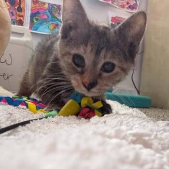 Rosie -  Domestic Short Hair Cat for Adoption in Janesville, Wisconsin - Rosie | PetCurious