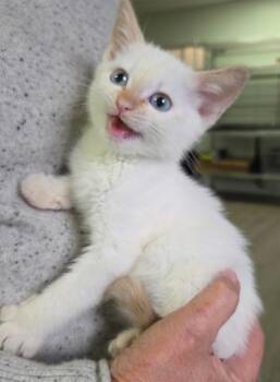 Siamese Cats Available for Adoption - Audrey | PetCurious