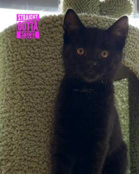 Rescue Domestic Short Hair Cats for Adoption in Vancouver, British Columbia - Whisker Biscuit | PetCurious