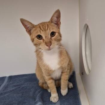 Domestic Short Hair Cats Available for Adoption in Portland, Texas - Reggie | PetCurious