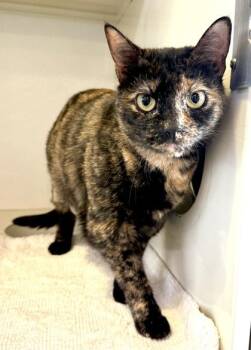 MAGGIE -  Domestic Short Hair Cat for Adoption in Fernandina Beach, Florida - MAGGIE | PetCurious