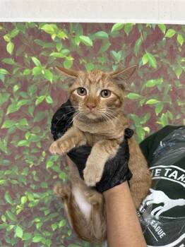 Rescue Domestic Short Hair Cats for Adoption in San Antonio, Texas - Shirley | PetCurious
