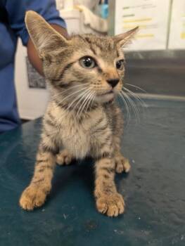 Della -  Domestic Short Hair Cat for Adoption in Mobile, Alabama - Della | PetCurious