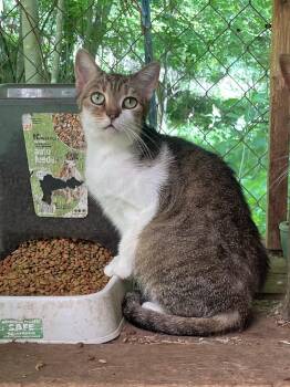 Domestic Short Hair Cats Available for Adoption in Stuart, Virginia - Gala | PetCurious