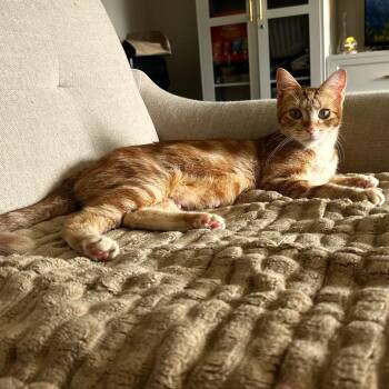 Peaches C11769 -  Domestic Short Hair Cat for Adoption - Peaches C11769 | PetCurious