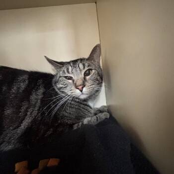 Domestic Short Hair Cats Available for Adoption in Dekalb, Illinois - Paul The Alien | PetCurious