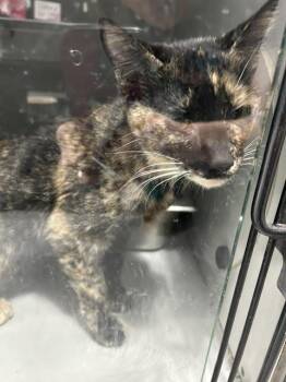 Domestic Short Hair Cats Available for Adoption in Dayton, Minnesota - Mighty Mouse | PetCurious