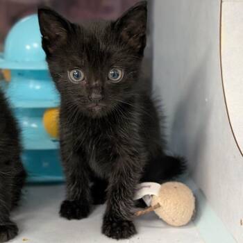 Mozzarella -  Domestic Short Hair Cat for Adoption in Buchanan Dam, Texas - Mozzarella | PetCurious