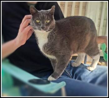 Big Boy -  Domestic Short Hair Cat Available for Adoption in Silver Spring, Maryland - Big Boy | PetCurious