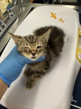 PERCY -  Domestic Short Hair Cat for Adoption in Woodland, California - PERCY | PetCurious
