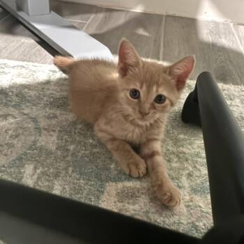 Purrington -  Domestic Short Hair Cat for Adoption in Bulverde, Texas - Purrington | PetCurious