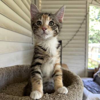 Monster Cookie -  Domestic Short Hair Cat for Adoption in Portage, Michigan - Monster Cookie | PetCurious